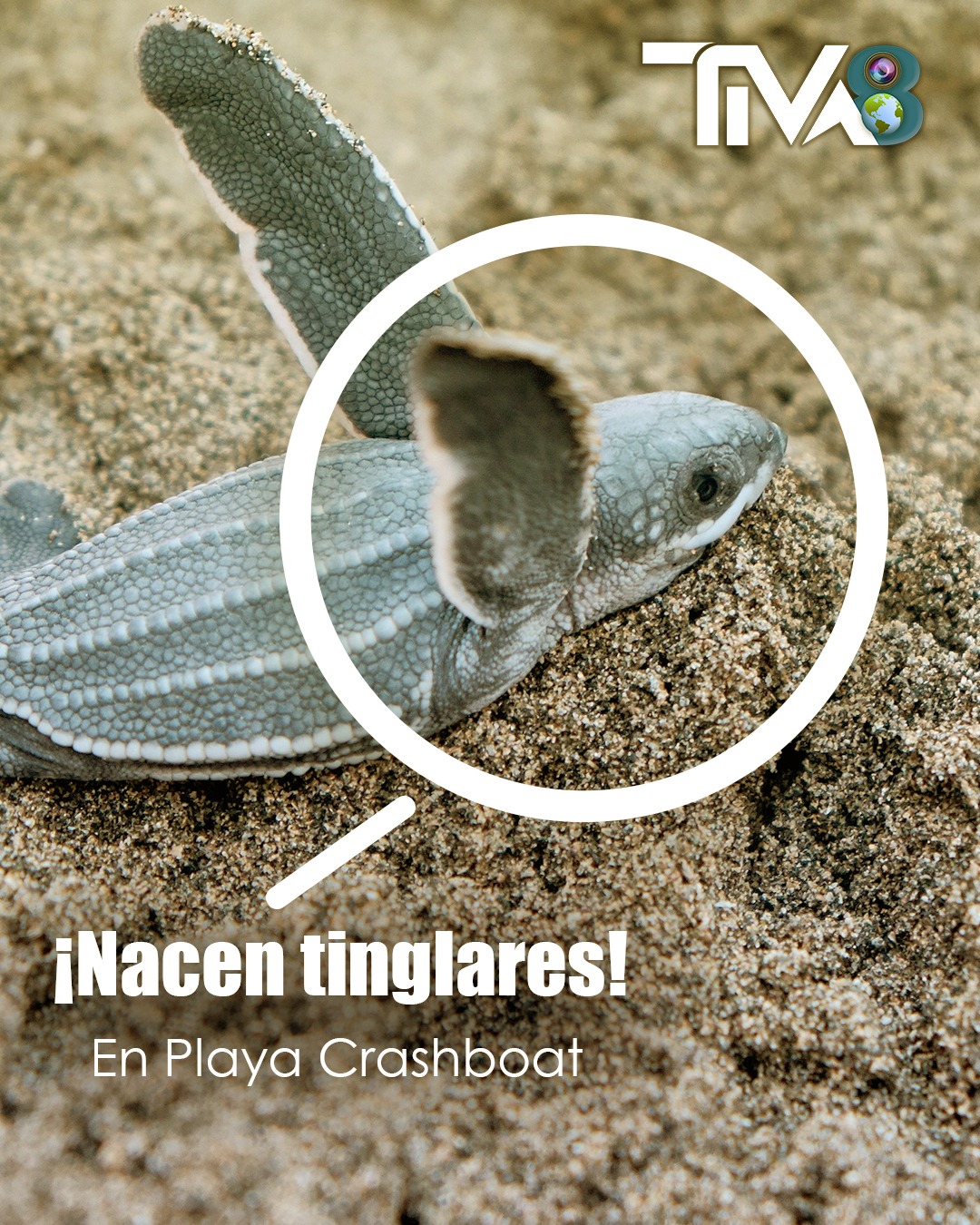 ¡Un nuevo nido de tinglares ha eclosionado con éxito! Playa Crash Boat, PR